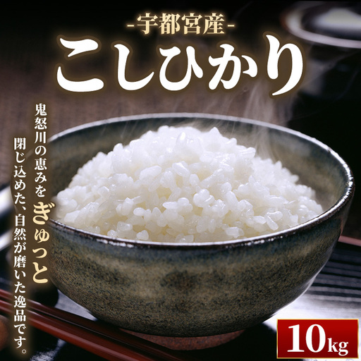 宇都宮産こしひかり 10kg | 米 精米 お米 こめ 新米 単一米 コシヒカリ 国産 栃木県 鬼怒川