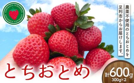 �_��s�g�p�Ƃ����Ƃ�300g��2�p�b�N ������ �C�`�S � �f�U�[�g �t���[�c �ʕ� �������� �ʎ� �H�i F7Z-1806