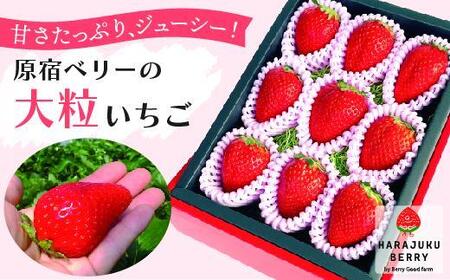 [先行予約受付]≪2026年2月発送≫原宿ベリーの「大粒いちご」[フルーツ 果物 くだもの 食品 人気 おすすめ ]