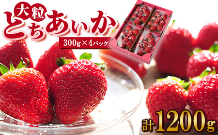 いちご生産量日本一栃木県産[春いちご]大粒『とちあいか』(300g×4パック)_いちご 苺 とちあいか 大粒 食べ比べ 人気 おすすめ 送料無料 贈答 ギフト 栃木 佐野 冷蔵 春いちご_[配送不可地域:離島]