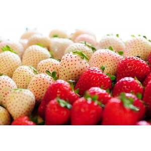 ytzg(ƂA~L[x[)lߍ킹(300g×2pbN)_ʕEt[c   C`S _yzsnFzy1589317z