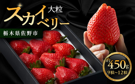 Ȗ،  ViyXJCx[z9`12 450g_ʕEt[c   C`S _yzsnFzy1258709z