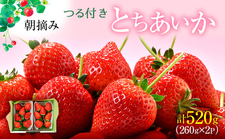 つる付き とちあいか 2パック箱(1月中旬〜1月下旬発送) いちご 果物 フルーツ 苺 イチゴ くだもの 朝取り 新鮮 美味しい 甘い
