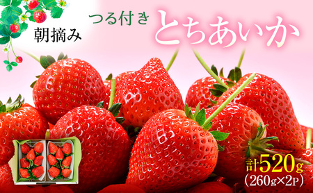 つる付き とちあいか 2パック（3月～5月発送）| いちご