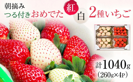 【先行予約】おめでた紅白2種いちご 4パック （2025年11下旬～12月中旬） いちご 果物 フルーツ 苺 イチゴ くだもの とちあいか ミルキーベリー 朝取り 新鮮 美味しい 甘い