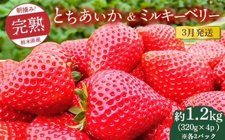 [先行予約][3月発送]朝摘み!完熟とちあいか&ミルキーベリーの紅白セット 1280g(320g×4p(各2パック) ) ※離島への配送不可 ※2026年3月上旬〜3月下旬頃に順次発送予定