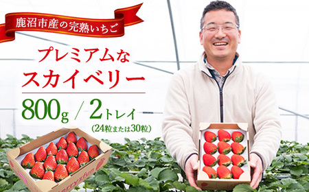 [先行予約/数量限定]プレミアムな完熟スカイベリー(24粒または30粒)2トレイ800g