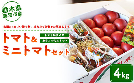 トマト＆ミニトマトセット 4kg | 田島農園 野菜 トマト ミニトマト 濃厚 贈り物 新鮮 高糖度 リコピン ビタミン 美容 健康