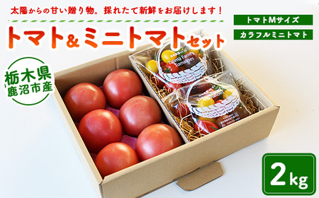 トマト&ミニトマトセット 2kg | 田島農園 野菜 トマト ミニトマト 濃厚 贈り物 新鮮 高糖度 リコピン ビタミン 美容 健康