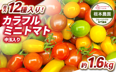 根本農園のカラフルミニトマト 約1.6kg | 野菜 トマト ミニトマト 水切り 濃厚 贈り物 新鮮 ビタミン 美容 健康 ※2026年1月上旬〜4月下旬頃に順次発送予定