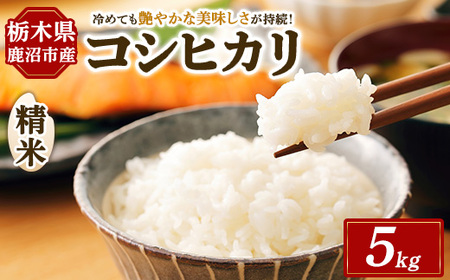 令和7年度産 コシヒカリ 精米 5kg | 白米 お米 米 こしひかり 農家直送 栃木県 鹿沼市 ※北海道・沖縄・離島への配送不可
