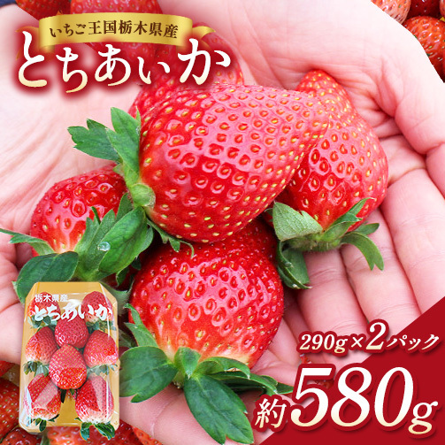 [先行予約]出会いの森いちご園 とちあいか (290g×2パック) | いちご イチゴ 苺 栃木県 果物 くだもの フルーツ とちあいか 新鮮 贈答 ギフト デザート スイーツ ※2026年12月〜発送