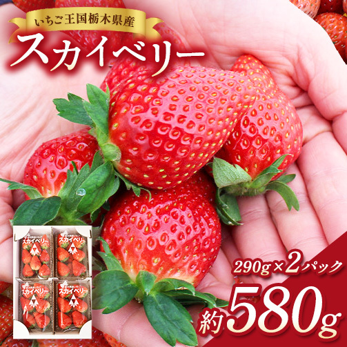 [先行予約]出会いの森いちご園 スカイベリー (290g×2パック) | いちご イチゴ 苺 栃木県 果物 くだもの フルーツ スカイベリー 新鮮 贈答 ギフト デザート スイーツ ※2026年12月〜発送