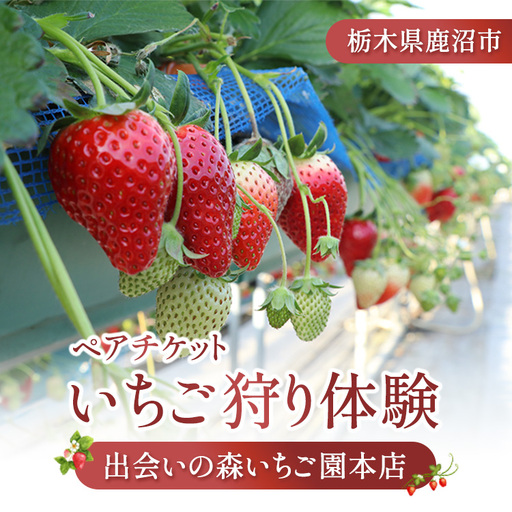 出会いの森いちご園本店 いちご狩り体験 ペアチケット | いちご イチゴ 苺 栃木県 果物 くだもの フルーツ とちおとめ とちあいか 新鮮 贈答 ギフト デザート スイーツ ※2026年5月〜発送
