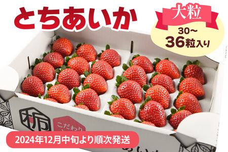 [2024年12月中旬より順次発送] 大粒とちあいか 大箱入り 30粒〜36粒入り|とちあいか いちご イチゴ 苺 大粒 果物 果実 産地直送 日光市産 栃木県産 [0452]