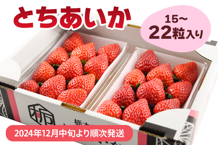 [2024年12月中旬より順次発送] とちあいか (約15粒〜22粒入り)|とちあいか いちご イチゴ 苺 大粒 果物 果実 産地直送 日光市産 栃木県産 [0453]