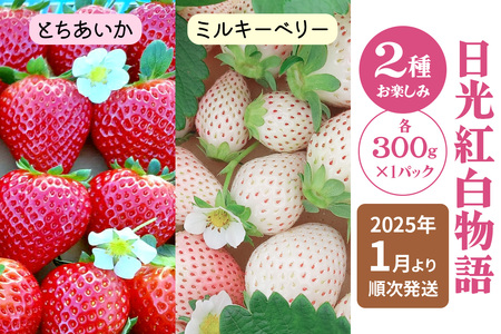 [2025年1月中旬より順次発送] 日光紅白物語「とちあいか&ミルキーベリー」計300g×2パック|とちあいか ミルキーベリー いちご イチゴ 苺 フルーツ 果実 スイーツ 日光市産 栃木県産 産地直送 [0458]