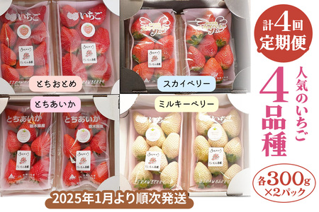 [先行予約] [定期便／4か月] 人気のいちご4品種(とちおとめ・スカイベリー・とちあいか・ミルキーベリー) 300g×2パック×4回 [2026年1月上旬より順次発送]｜先行予約 期間限定 とちおとめ スカイベリー とちあいか ミルキーベリー いちご イチゴ 苺 フルーツ 果実 スイーツ 日光市産 栃木県産 産地直送 [0460]