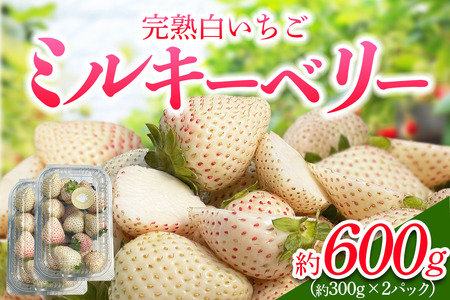 [先行予約] 日光産 白いちご「ミルキーベリー」約300g×2パック 計約600g [2026年1月中旬から順次発送]|ミルキーベリー いちご イチゴ 苺 果物 フルーツ 日光産 栃木県産 期間限定 数量限定 [0676]
