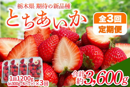 [先行予約] [定期便/3ヶ月] 日光産 とちあいか定期便 (毎月お届け 約1.2kg×3回 計3.6kg) [2026年1月中旬から順次発送]|とちあいか いちご イチゴ 苺 果物 日光産 栃木県産 フルーツ 期間限定 [0683]