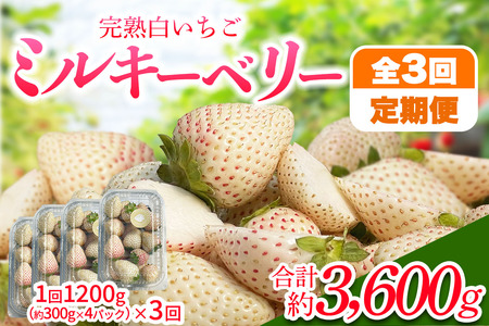 [先行予約] [定期便/3ヶ月] 日光産 ミルキーベリー定期便 (毎月お届け 約1.2kg×3回 計3.6kg) [2026年1月中旬から順次発送]