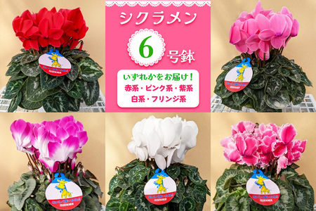 シクラメン 6号鉢 (赤系・ピンク系・紫系・白系・フリンジ系のいずれか)|シクラメン 花 鉢花 鉢植え ギフト プレゼント 贈り物 記念日 イベント 季節限定 日光市 イッセイ花園 [0747]