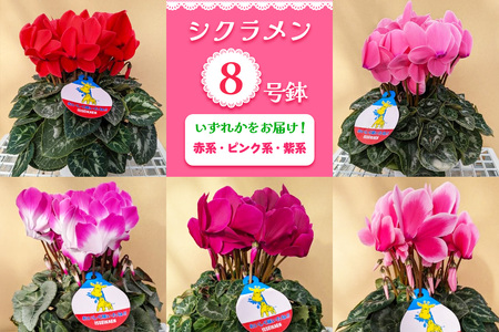シクラメン 8号鉢 (赤系・ピンク系・紫系のいずれか)|シクラメン 花 鉢花 鉢植え ギフト プレゼント 贈り物 記念日 イベント 季節限定 日光市 イッセイ花園 [0748]