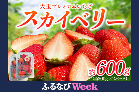 yӂȂWEEKΏہz[s\] v~AuXJCx[ 2pbNvv600g [2026N1{珇]bXJCx[  C`S  ʕ t[c Y Ȗ،Y Ԍ 