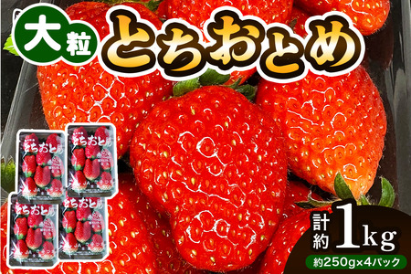 嗱ƂƂ [4pbN^1kg]s2026N1{菇tbs\ ƂƂ  C`S  嗱 ʕ ʎ t[c Yn sY Ȗ،Y ʌ [0785]