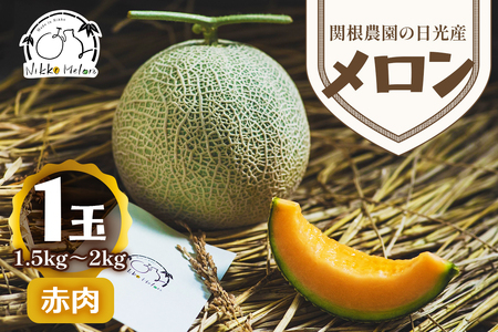 関根農園の日光産「赤肉メロン」1玉[2026年9月初旬より順次発送]|先行予約 メロン 果物 くだもの フルーツ スイーツ 赤肉 日光市産 栃木県産 国産 [0850]