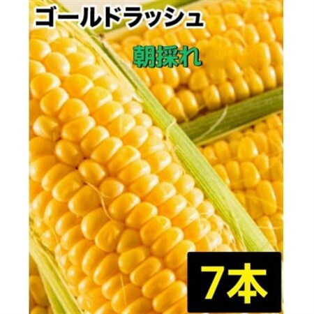 【7本】朝採れ!新鮮とうもろこし「ゴールドラッシュ」【配送不可地域：離島・北海道・沖縄県・信越、北陸・東海・近畿・中国・四国・九州】【1487254】