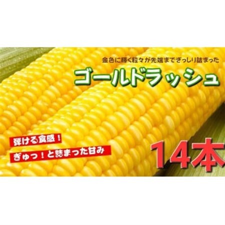【14本】朝採れ!新鮮とうもろこし「ゴールドラッシュ」【配送不可地域：離島・北海道・沖縄県・信越、北陸・東海・近畿・中国・四国・九州】【1487257】