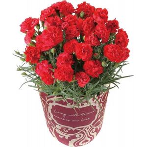 赤カーネーション5号鉢【1492063】