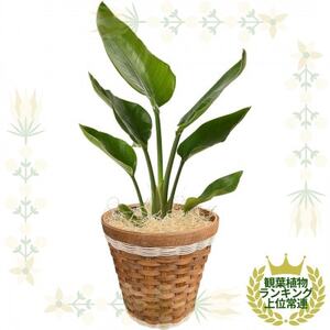 観葉植物 オーガスタ 鉢植 バスケット リビング