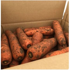 [小山市産]にんじん農家さんが育てた泥付きにんじん 10kg