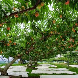 栃木県小山市産「桃」品種おまかせ 3kg[配送不可地域:離島・沖縄県]