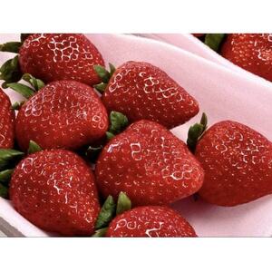 甘さ際立つ新品種いちご とちあいか 2パック[配送不可地域:離島・北海道・沖縄県・中国・四国・九州]