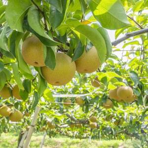 栃木県小山市産「梨」幸水5kg【1413078】