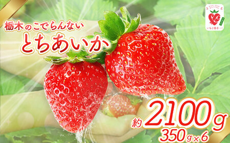 栃木のこでらんないイチゴ(とちあいか) | いちご イチゴ 苺 完熟 朝摘み 産地直送 酸味が少ない 送料無料