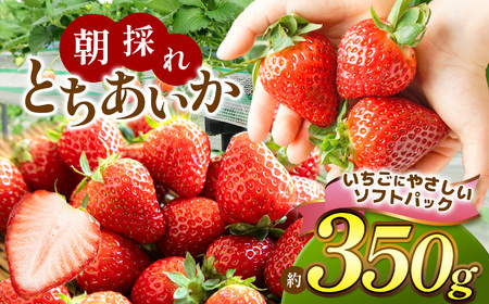 [ソフトパック]朝採れいちご とちあいか 350g