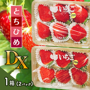 [2026年12月より発送][先行予約]とちひめ DX 1箱(2パック) | いちご とちひめ