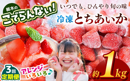[定期便3回]栃木のこでらんない冷凍イチゴ(とちあいか) 約1kg |定期便 いちご イチゴ 果物 フルーツ 苺 甘い 美味しい とちあいか 大粒 ジューシー 映え 産地直送 栃木県 真岡市 朝摘み 酸味が少ない 冷凍いちご