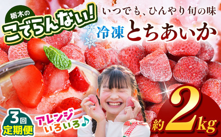[定期便3回]栃木のこでらんない冷凍イチゴ(とちあいか)約2kg|いちご イチゴ 果物 フルーツ 苺 甘い 美味しい とちあいか 大粒 ジューシー 映え 産地直送 栃木県 真岡市 朝摘み 酸味が少ない 冷凍いちご