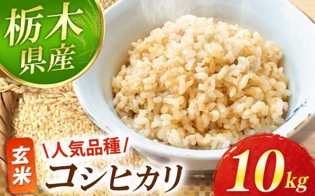 [先行予約]真岡市産 こしひかり 玄米 10kg | 新米 お米 米 おこめ 玄米 おにぎり ご飯 飯 栃木県 真岡市 送料無料