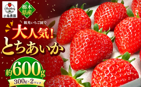 観光農園で大人気!とちあいか|600g 希少 柔らかい 果肉 大粒 ジューシー 果汁 いちご 苺 特産品 ストロベリー strawberry スイーツ お取り寄せ ご褒美 贈答用 プレゼント ご褒美 栃木県 真岡市