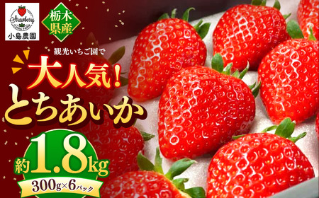 ό_őlCIƂb1800g  _炩 ʓ 嗱 W[V[ ʏ`   Yi Xgx[ strawberry XC[c  J p v[g J Ȗ، ^