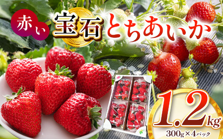 真岡市産 赤い宝石「とちあいか」いちご イチゴ 選べる 約1.2kg | 苺 strawberry ストロベリー おいしい 甘い ジューシー 贈答用 プレゼント ご褒美 スイーツ おやつ 高評価 人気 レビュー 栃木県 真岡市 日本一 送料無料