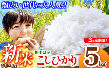 [先行予約][定期便3回]栃木県産コシヒカリ 5kg | 新米 真岡市産 こしひかり コシヒカリ とちぎの星 銘柄 お米 米 おにぎり おむすび ふるさと納税 先行 予約 栃木県 真岡市 送料無料