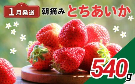 完熟いちご とちあいか 栃木県真岡市産 540g 