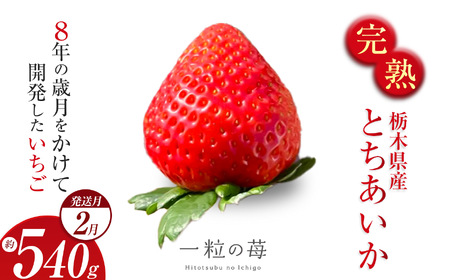 y2zn Ƃ Ȗ،^sY 540g | 2026 N s\ Iׂ 2   strawberry Xgx[  Â W[V[ p v[g J XC[c 